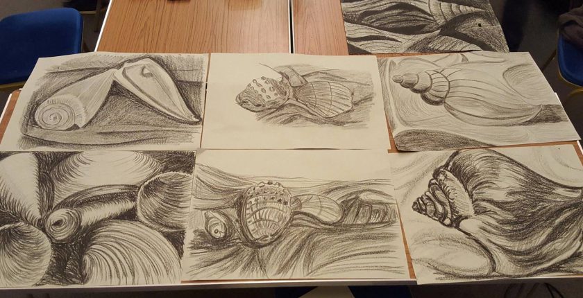 Six charcoal drawings of shells