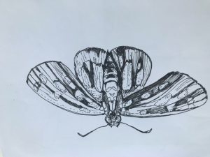 Line drawing of a moth
