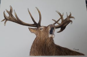 Drawing of a brown stag with antlers